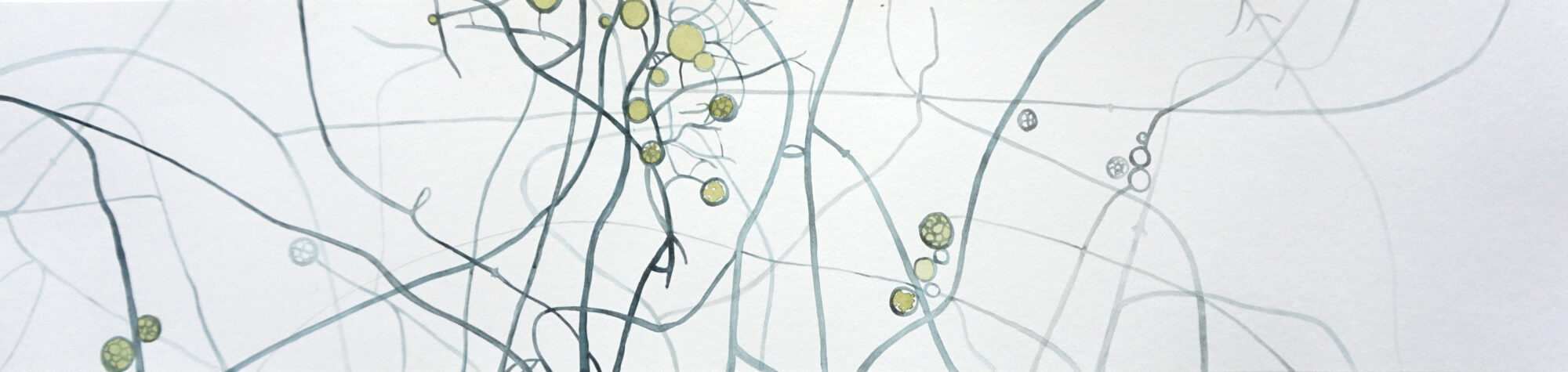 phytothpohora cinnimoni long 2
