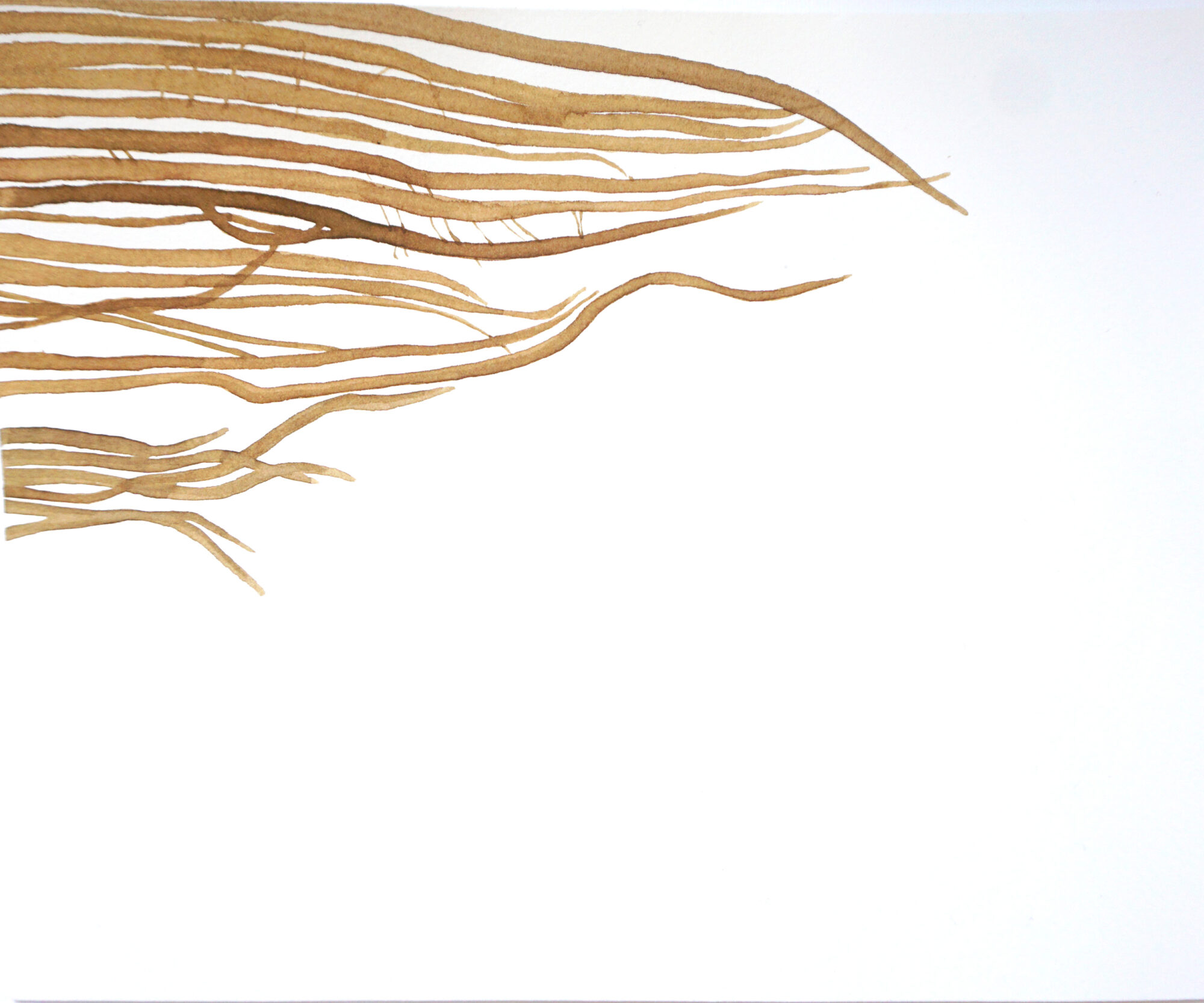 grateloupia filicina