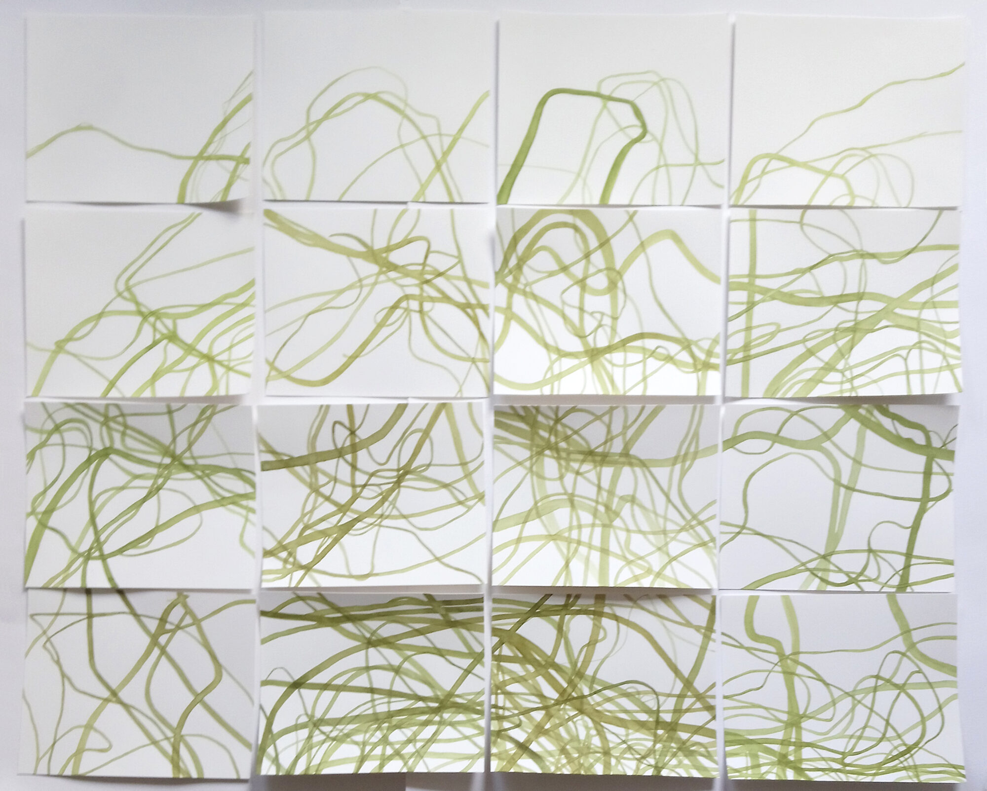 entermorpha plumosa (herbarium)