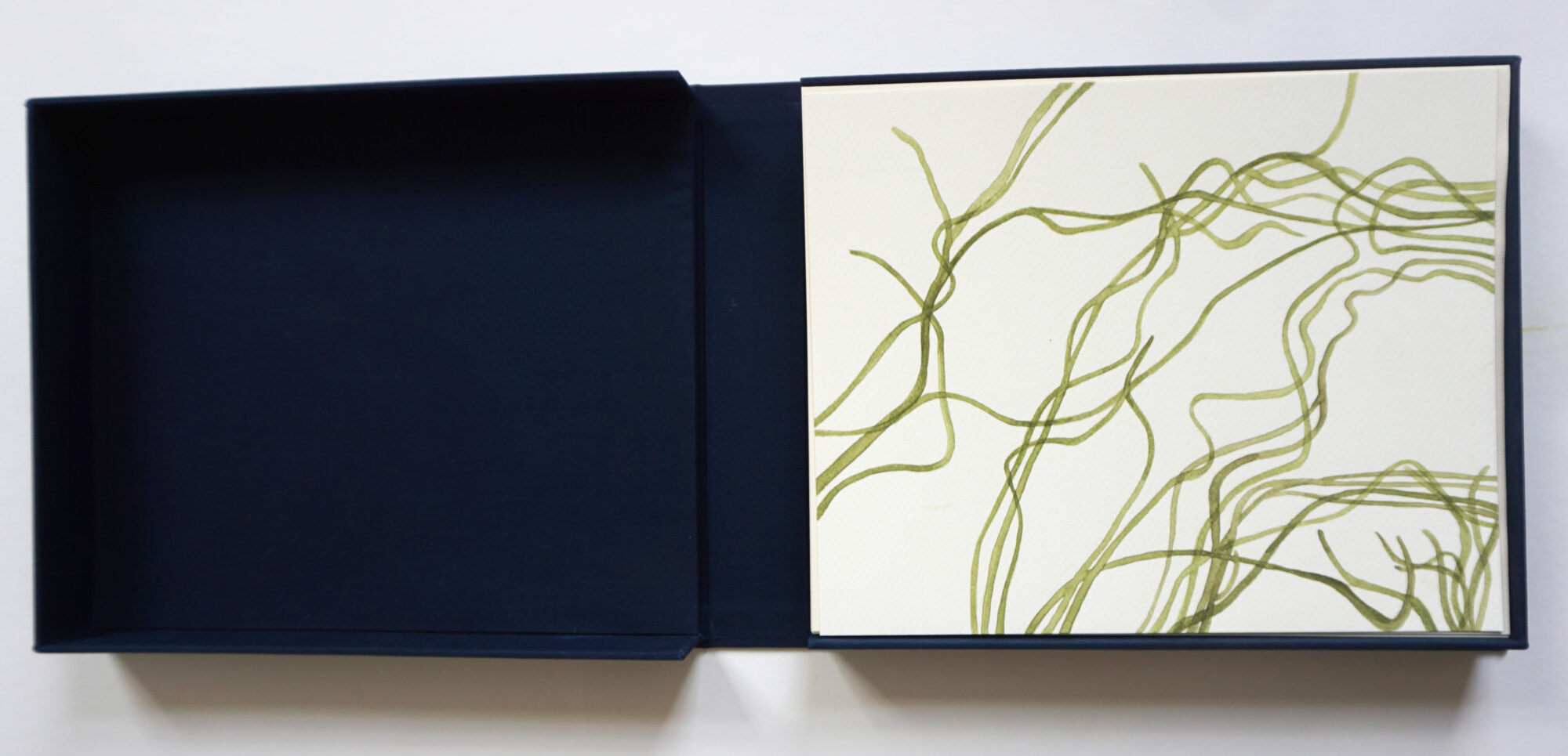 Nemalion helminthoides in box