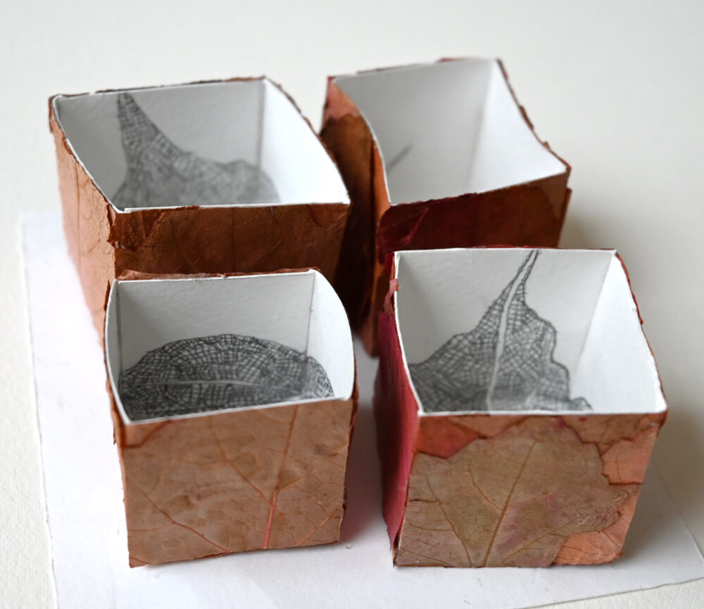 four virginia creeper boxes B