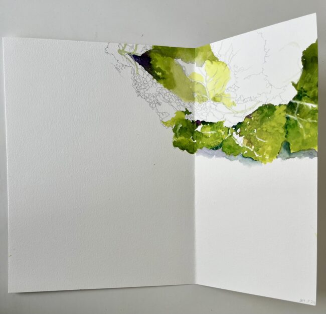 The many uses of cabbage