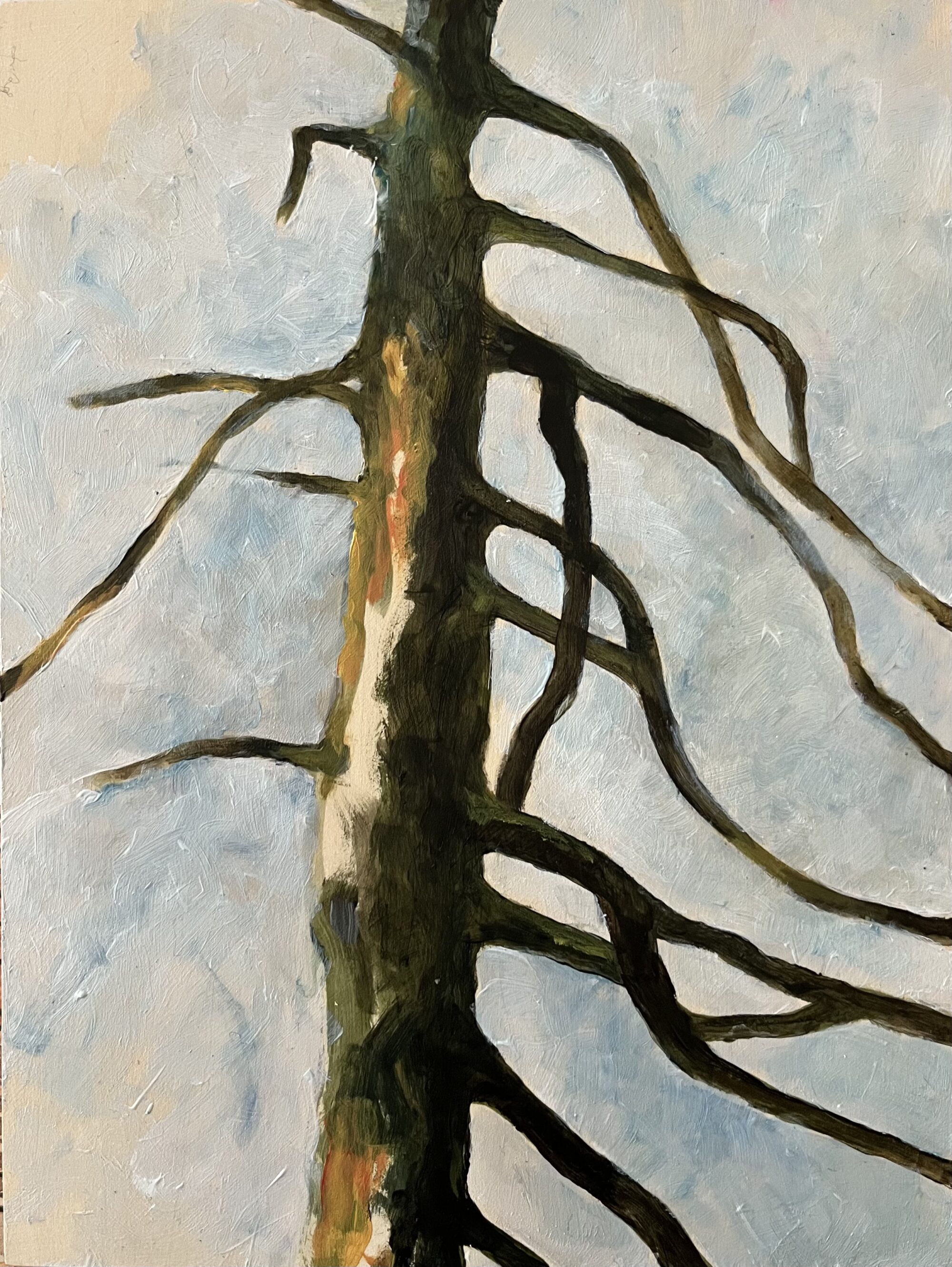 One Tree Forest Pine Tree