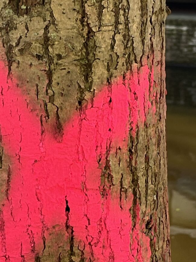 The Plight of the Urban Tree-Djoeke’s Tree